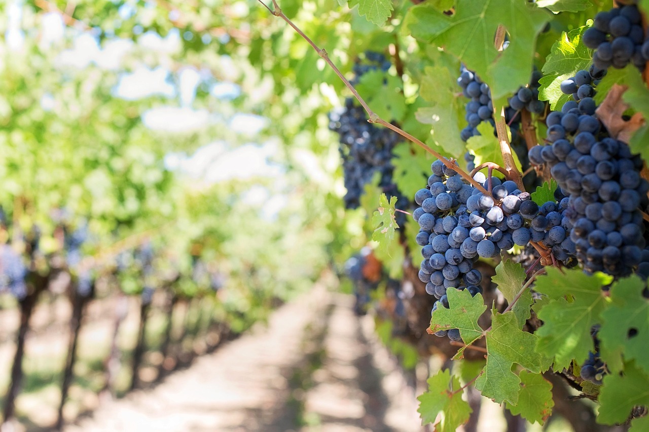 grapes, vines, grapevines, vineyard, fruits, organic, produce, harvest, viticulture, winegrowing, rebstock, cultivation, farming, agriculture, nature, purple grapes, napa valley, napa vineyard, vineyard, vineyard, vineyard, vineyard, vineyard, agriculture